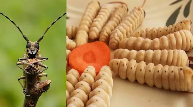 知識(shí)庫(kù)｜蟲(chóng)類食材身價(jià)勝人參，餐廳秋冬菜譜敢放不？|餐飲界