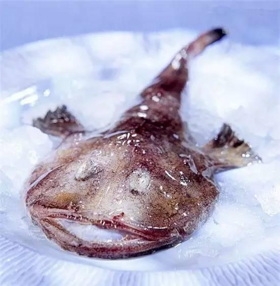 知識庫｜奇丑卻極美味的魚，餐廳趕緊上新菜！