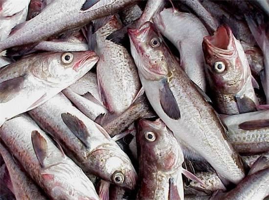 知識(shí)庫(kù)｜這種魚可以一魚36吃，你餐廳還不上菜？|餐飲界