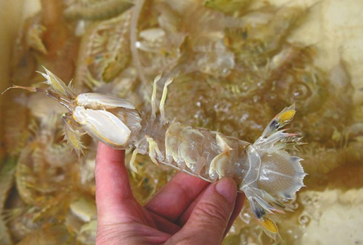 人為注膠讓皮皮蝦增重？專家辟謠:那是蝦黃和蝦膏