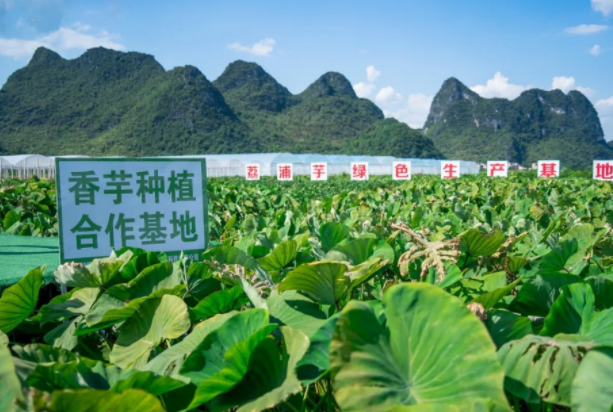 在檳榔芋優(yōu)質(zhì)產(chǎn)區(qū)共建種植基地，喜茶持續(xù)推動新茶飲供應(yīng)鏈專業(yè)化發(fā)展|餐飲界