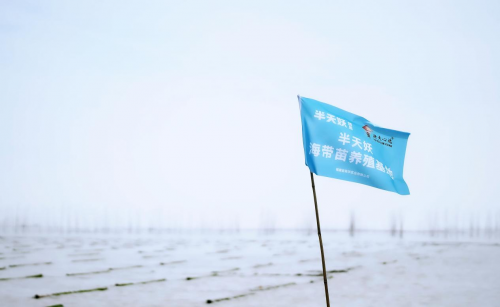 霞浦海帶苗豐收季：半天妖助力產業(yè)騰飛，守護“舌尖上的鮮嫩”